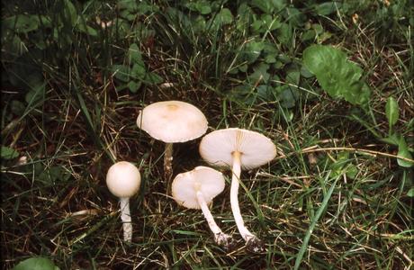 Glatter Schirmling (Lepiota oreadiformis ) - © Helmut Pidlich-Aigner